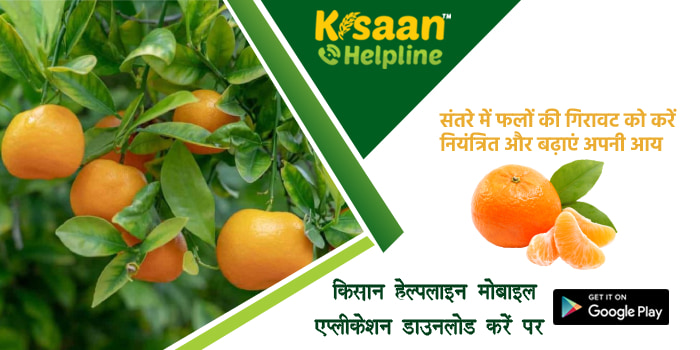 संतरे में फलों की गिरावट को करें नियंत्रित और बढ़ाएं अपनी आय